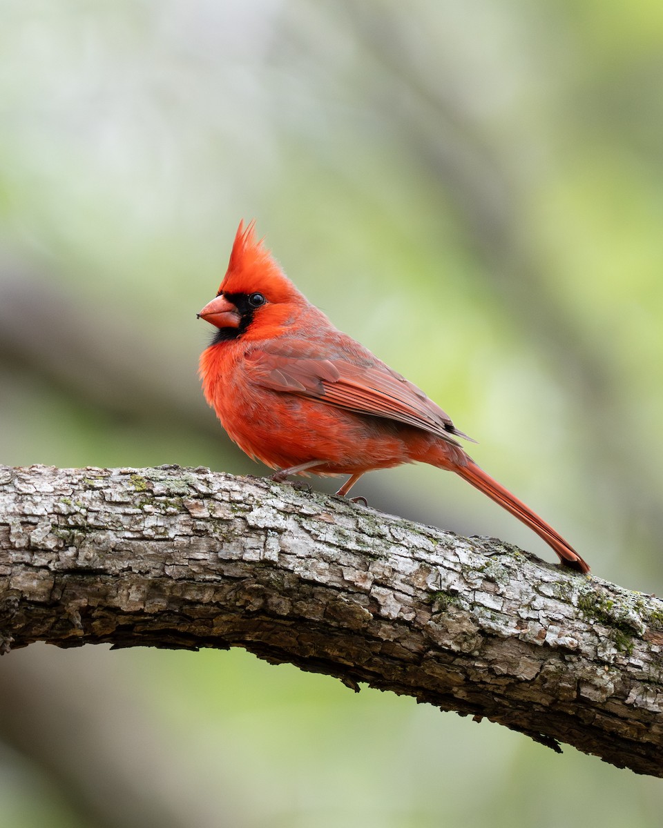 Cardinal rouge - ML618163353