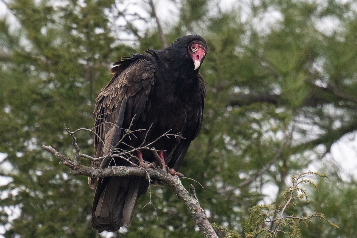 Turkey Vulture - Barry Marsh