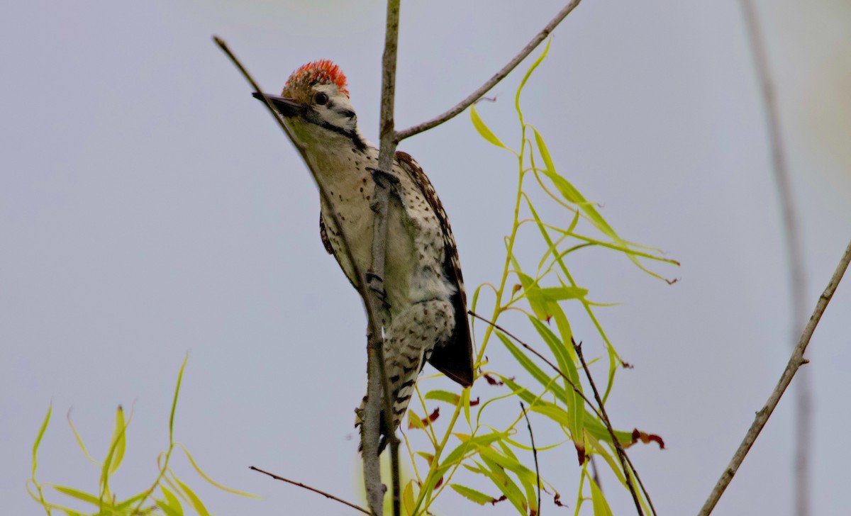 Ladder-backed Woodpecker - Douglas Hall
