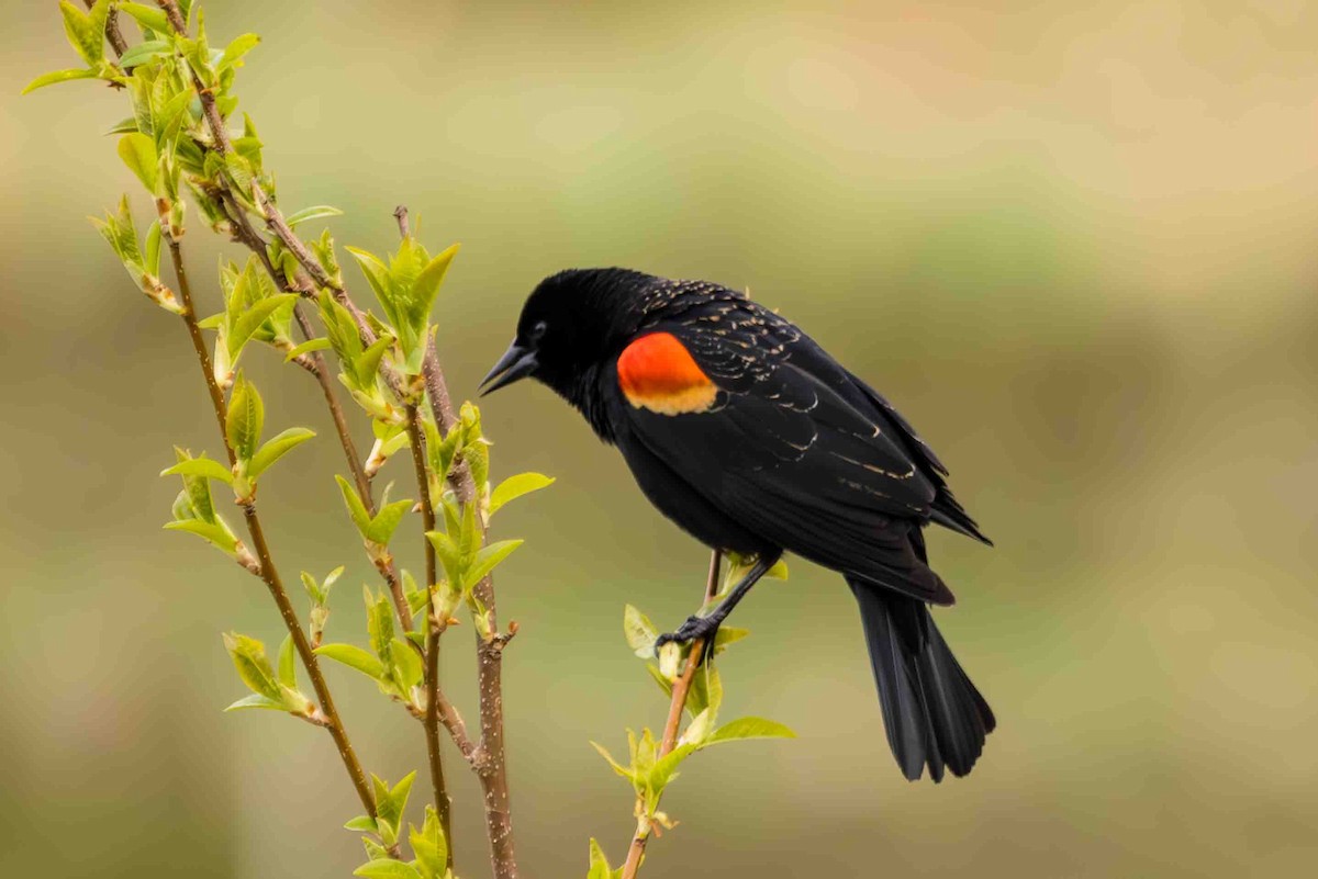 Red-winged Blackbird - Scott Fischer