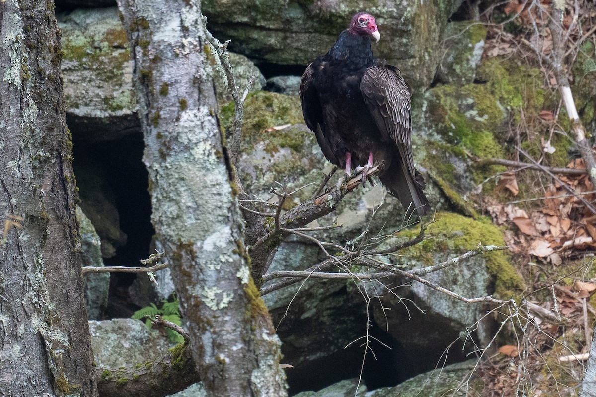 Turkey Vulture - ML618163372