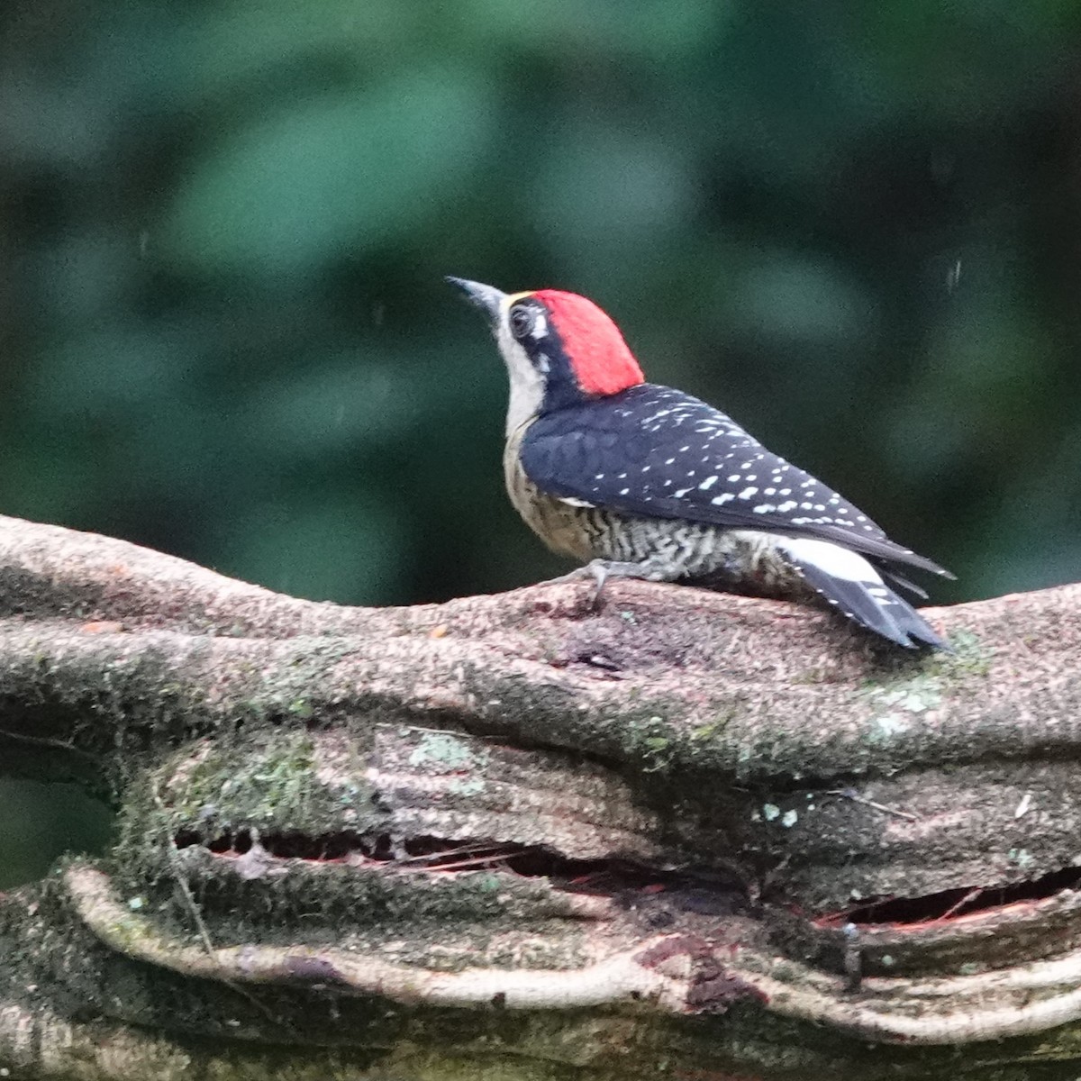 Black-cheeked Woodpecker - Jana Lagan