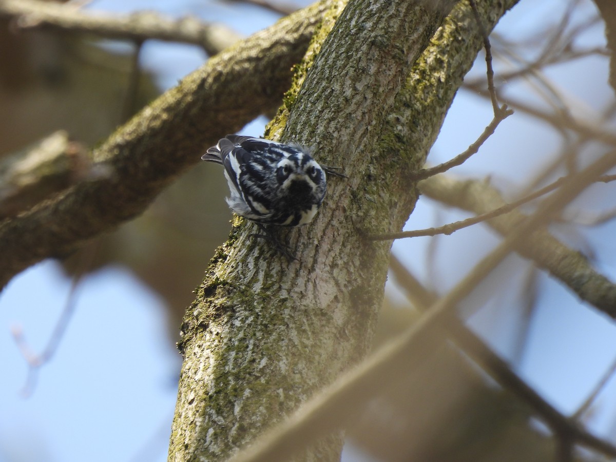 Black-and-white Warbler - ML618163396