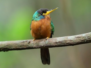  - Blue-cheeked Jacamar