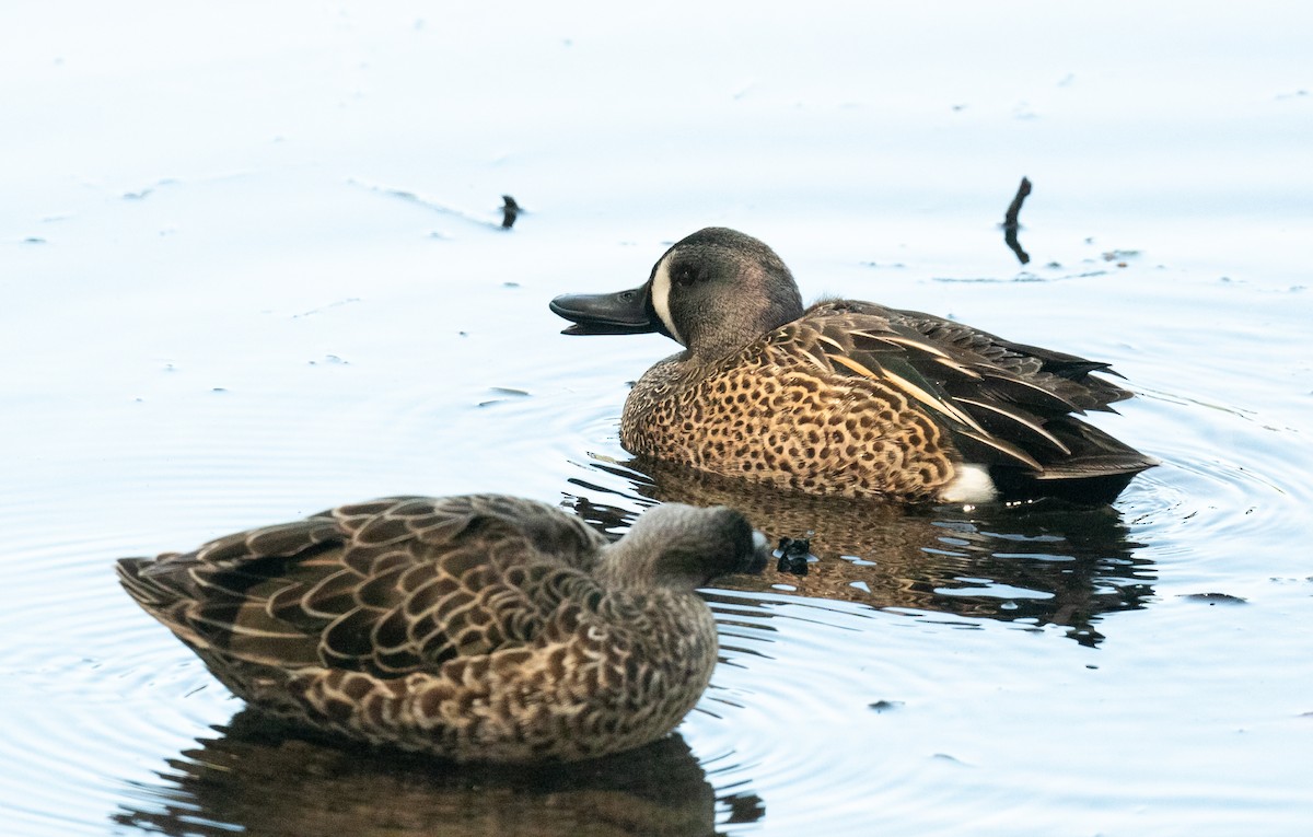 Blue-winged Teal - ML618163433