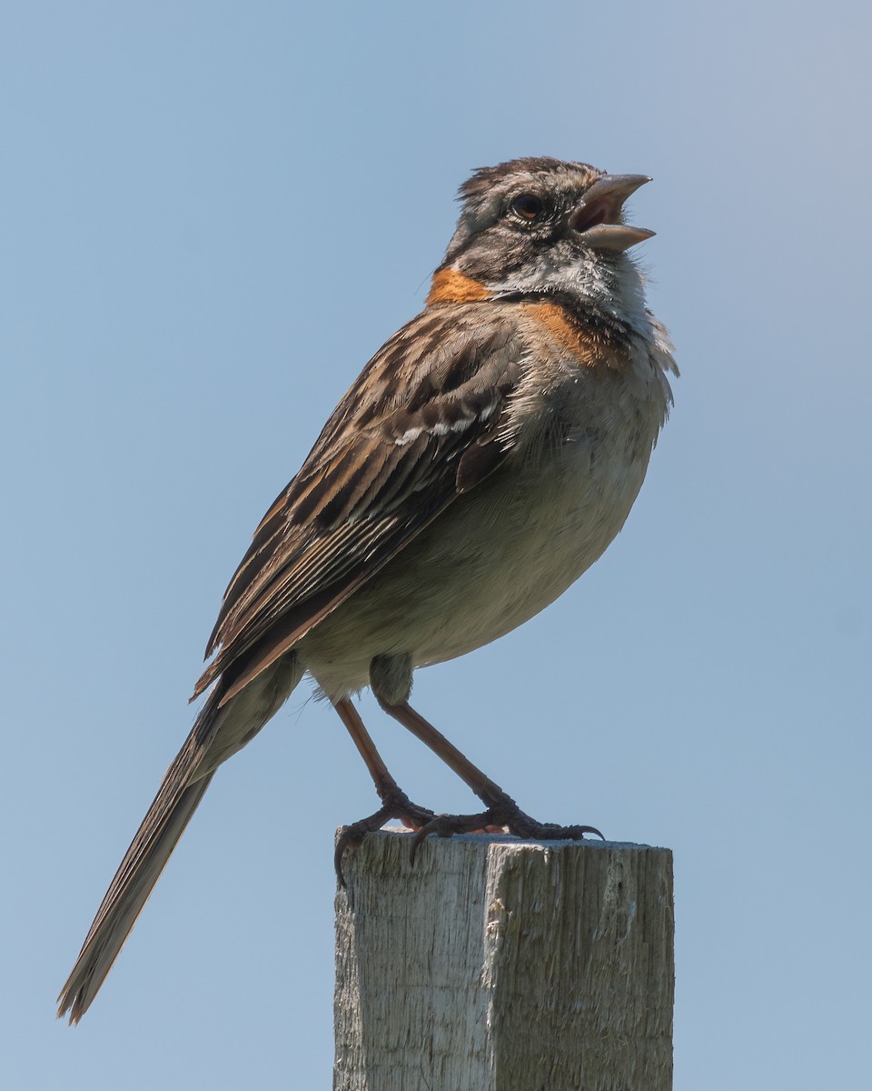 Rufous-collared Sparrow - ML618163446