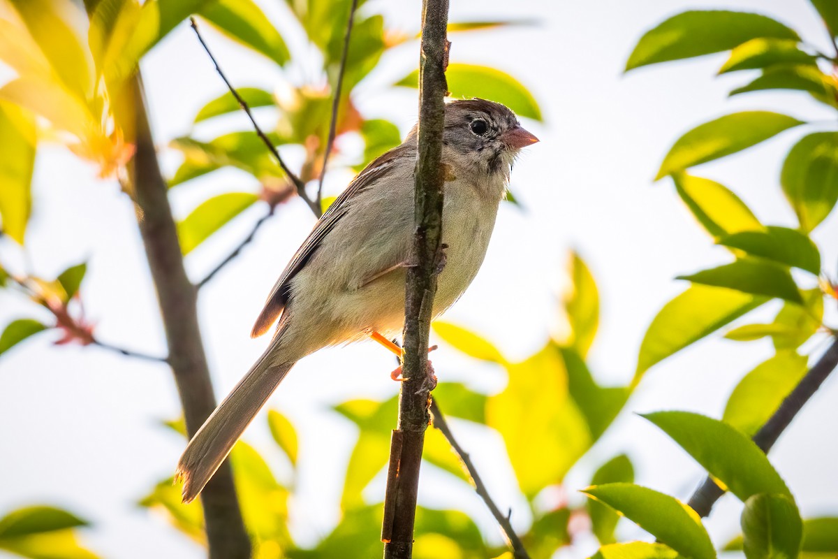 Field Sparrow - ML618163449