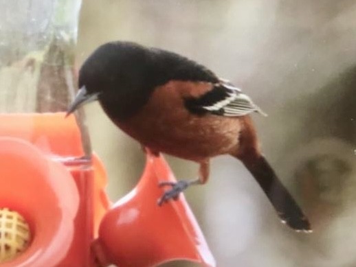 Orchard Oriole - ML618163504