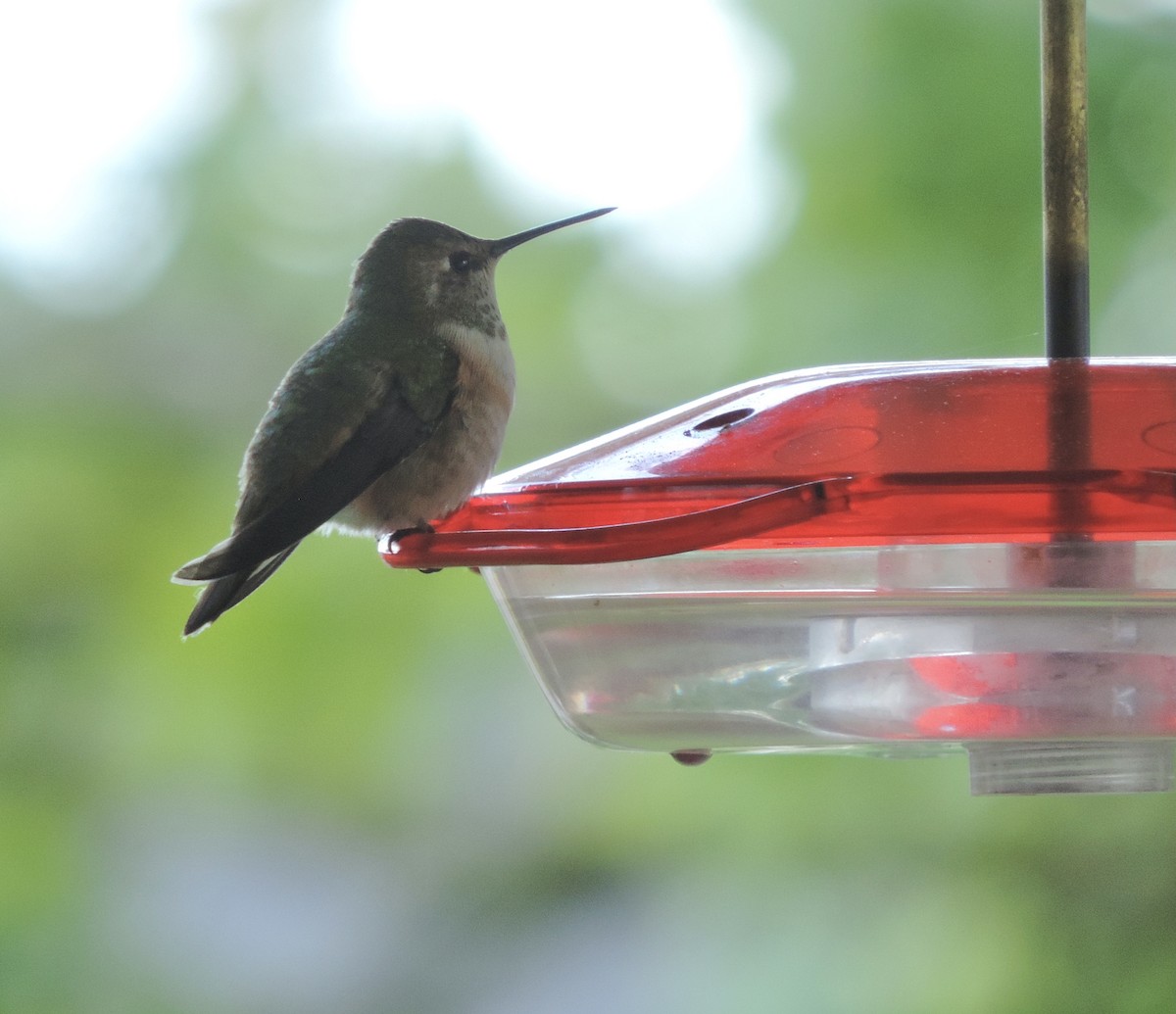 Rufous Hummingbird - ML618163511