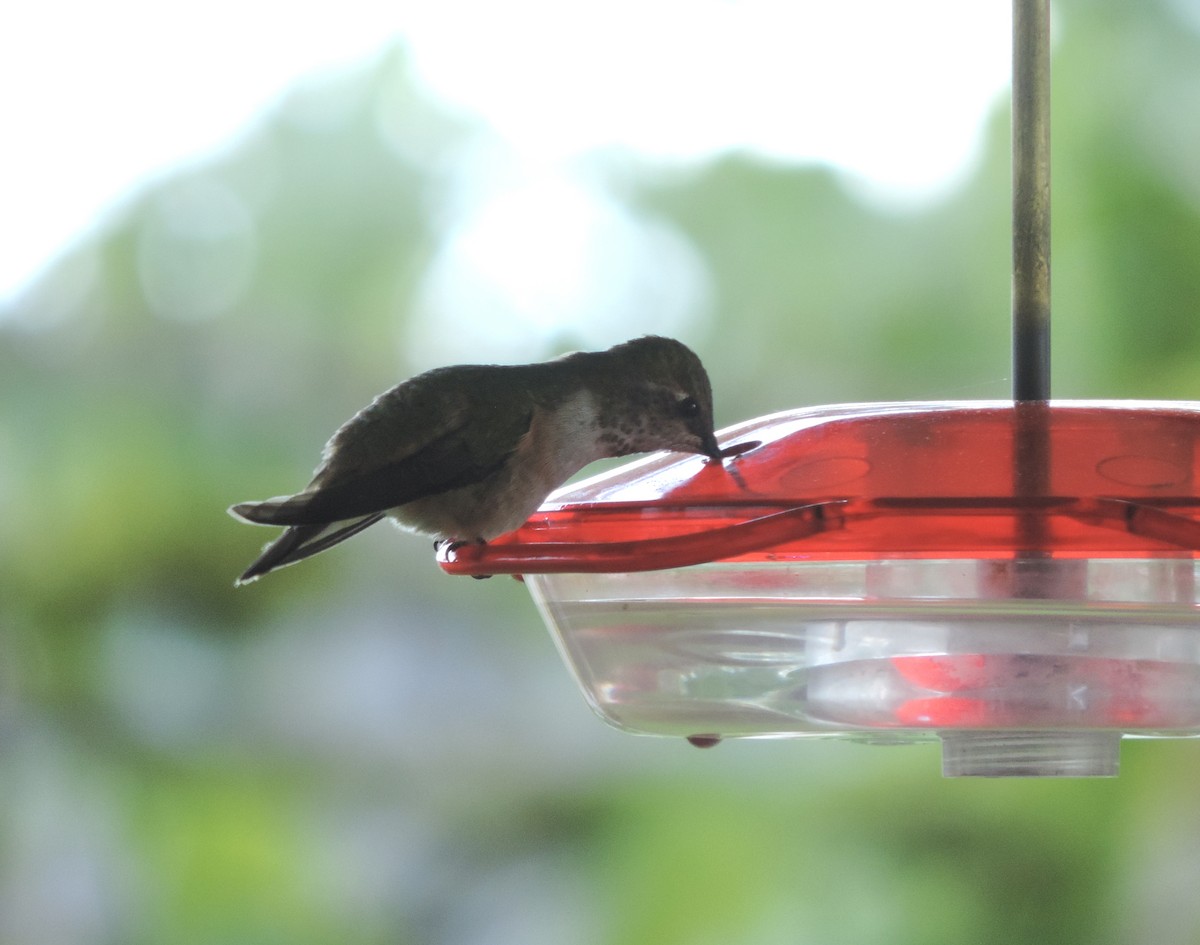 Rufous Hummingbird - ML618163512
