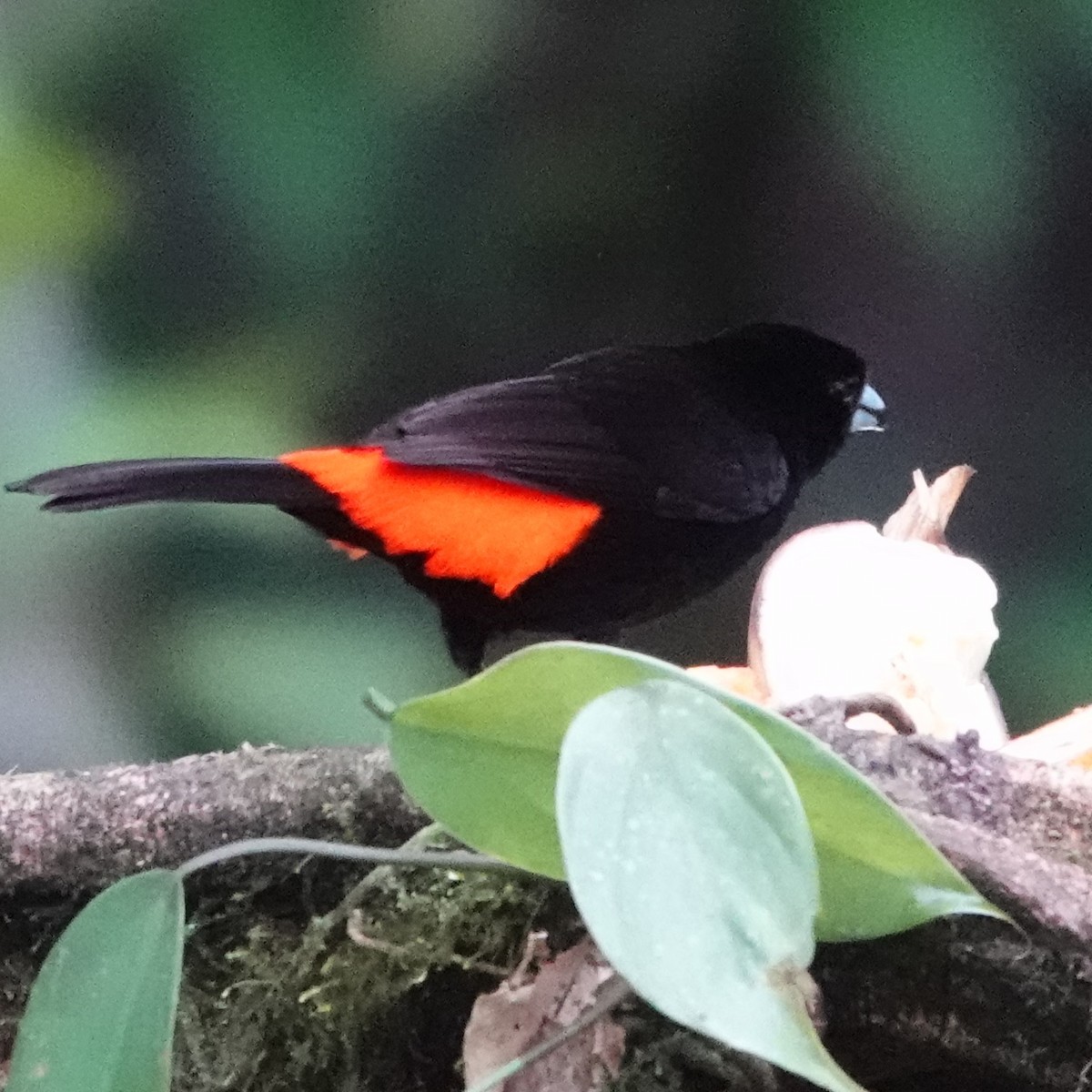 Scarlet-rumped Tanager - ML618163523