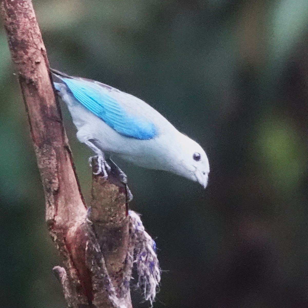 Blue-gray Tanager - ML618163539