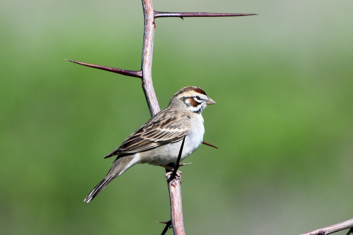 Lark Sparrow - Hunter Hebenstreit