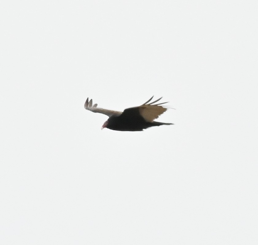 Turkey Vulture - ML618163590