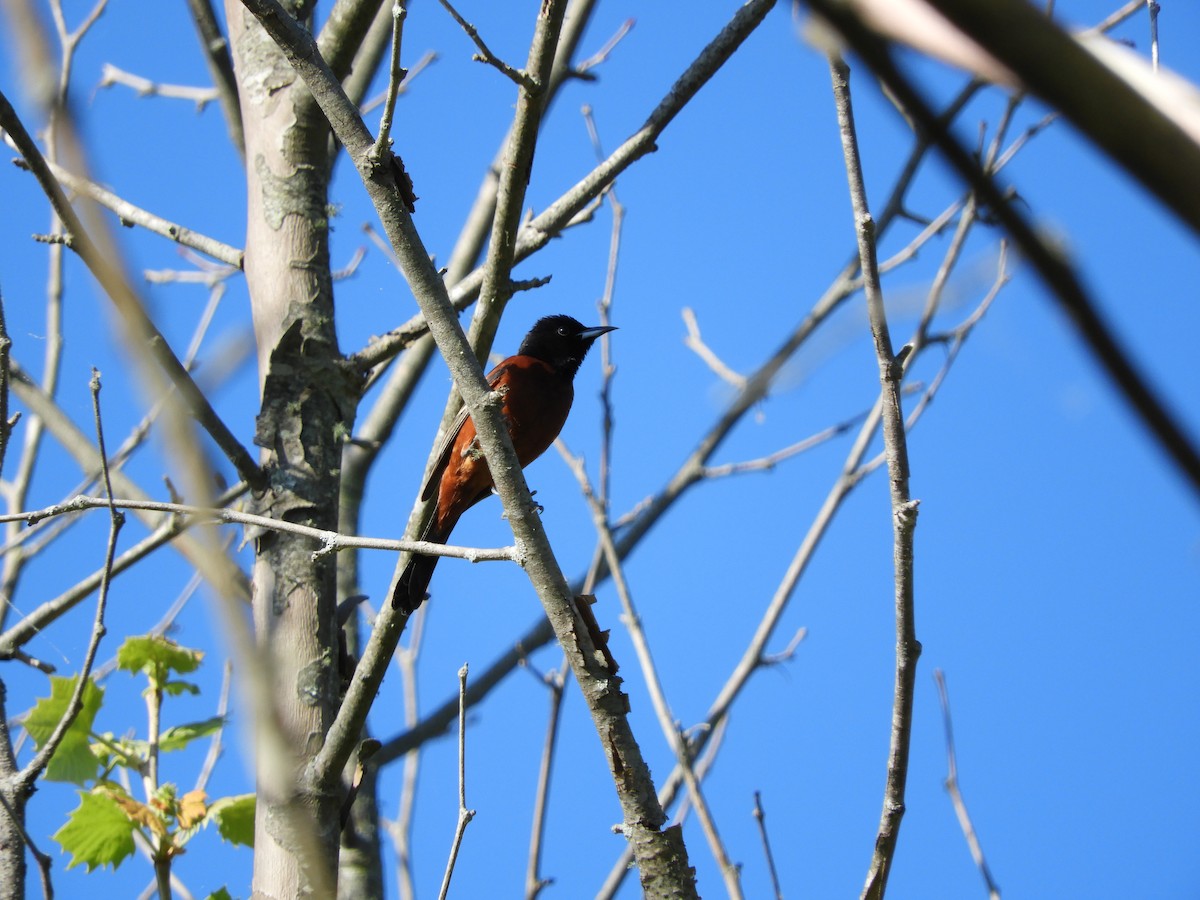 Orchard Oriole - ML618163615