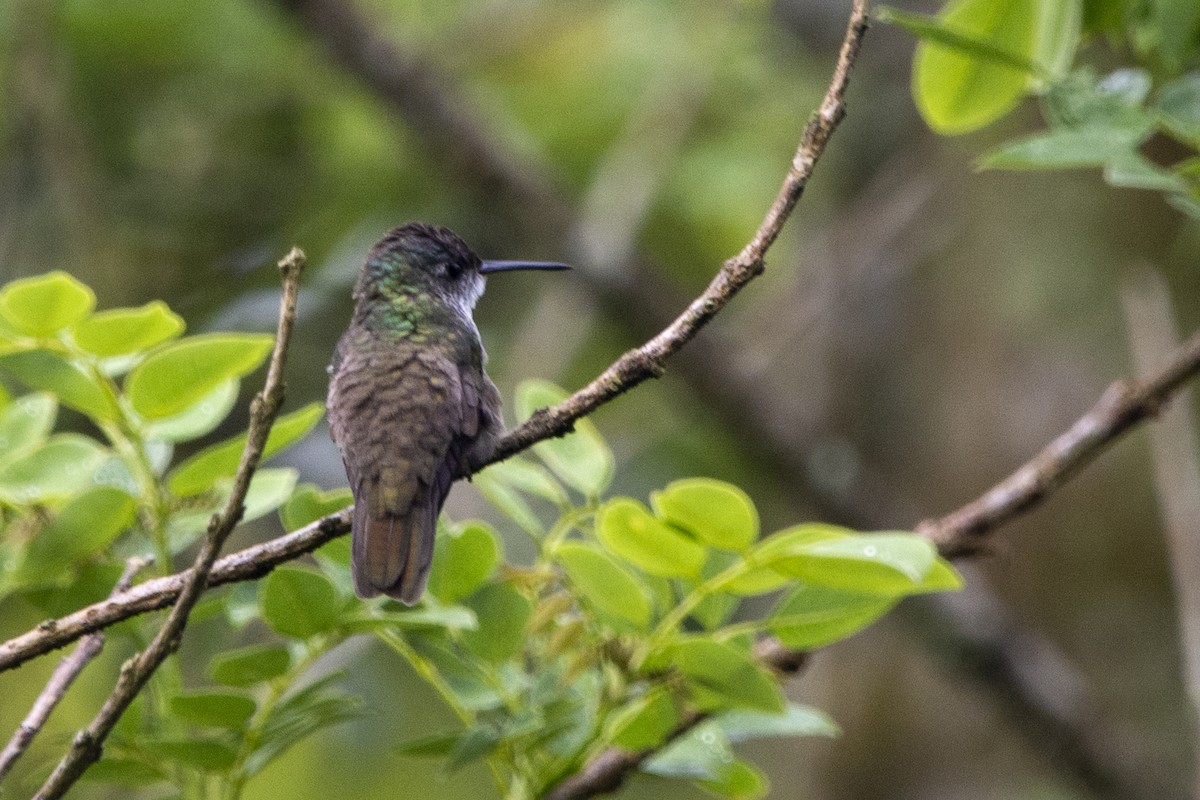 Azure-crowned Hummingbird - ML618163624