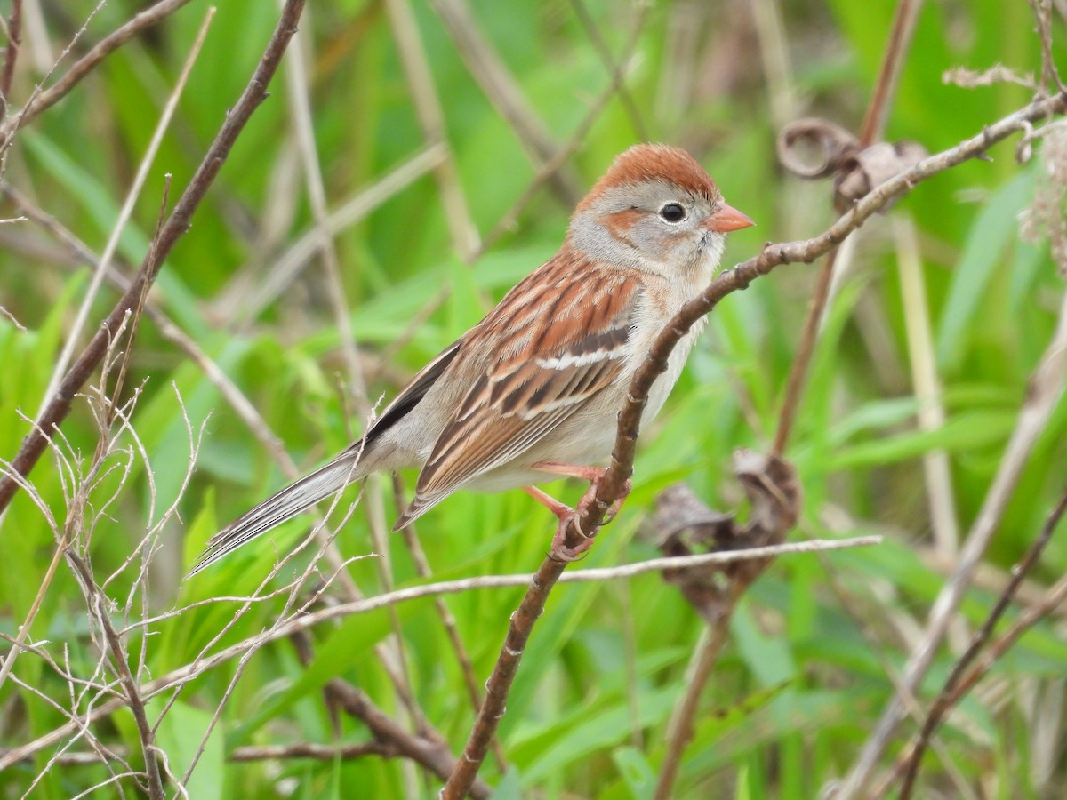 Field Sparrow - ML618163625