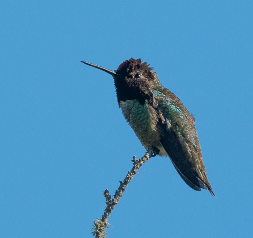 Anna's Hummingbird - ML618163627