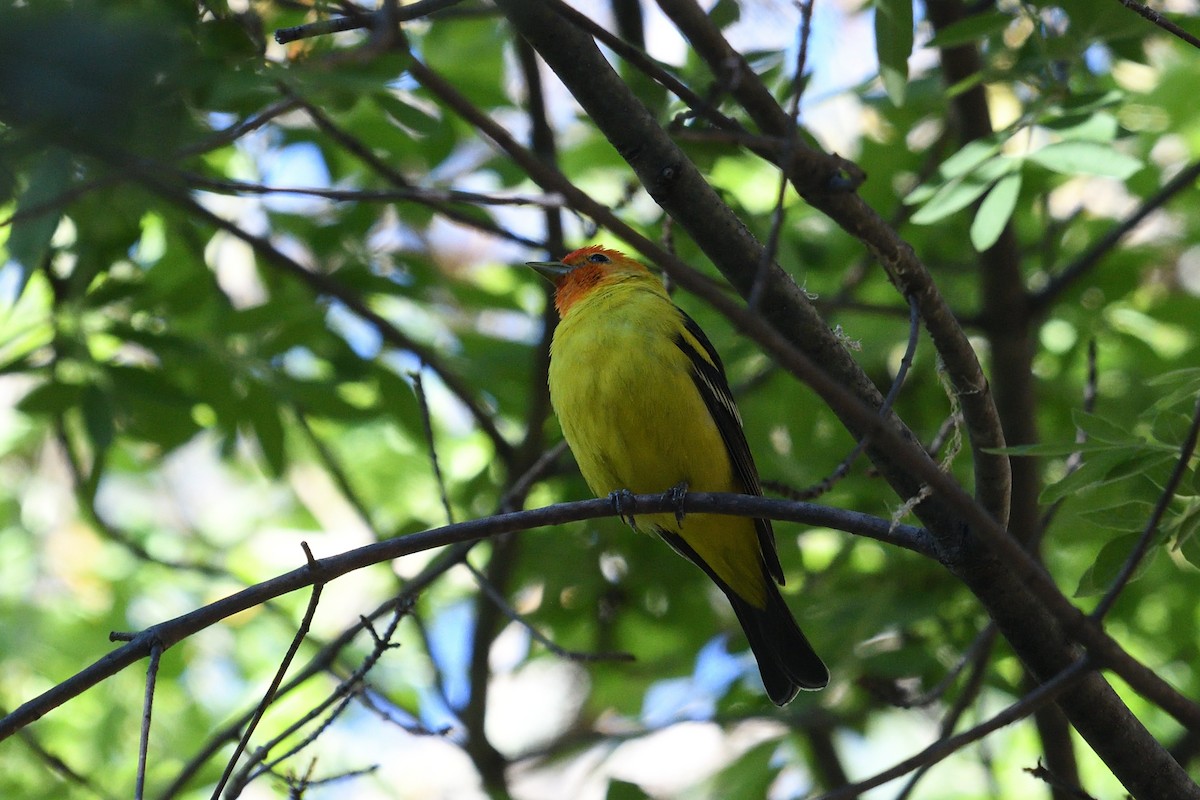 Western Tanager - ML618163633