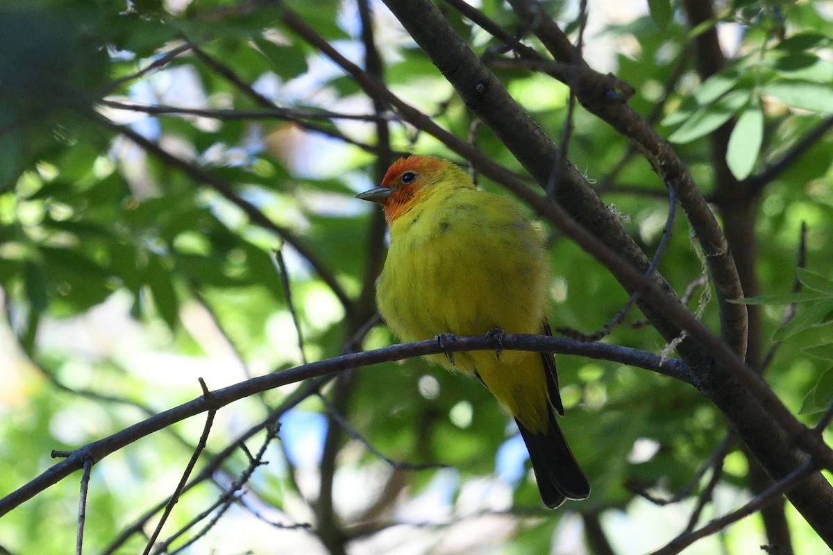 Western Tanager - ML618163641