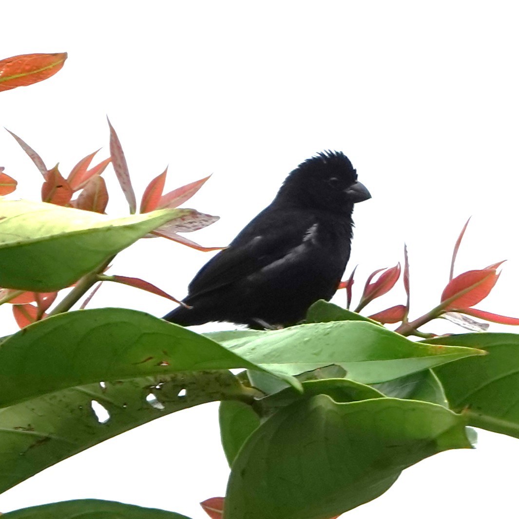 Variable Seedeater - ML618163644