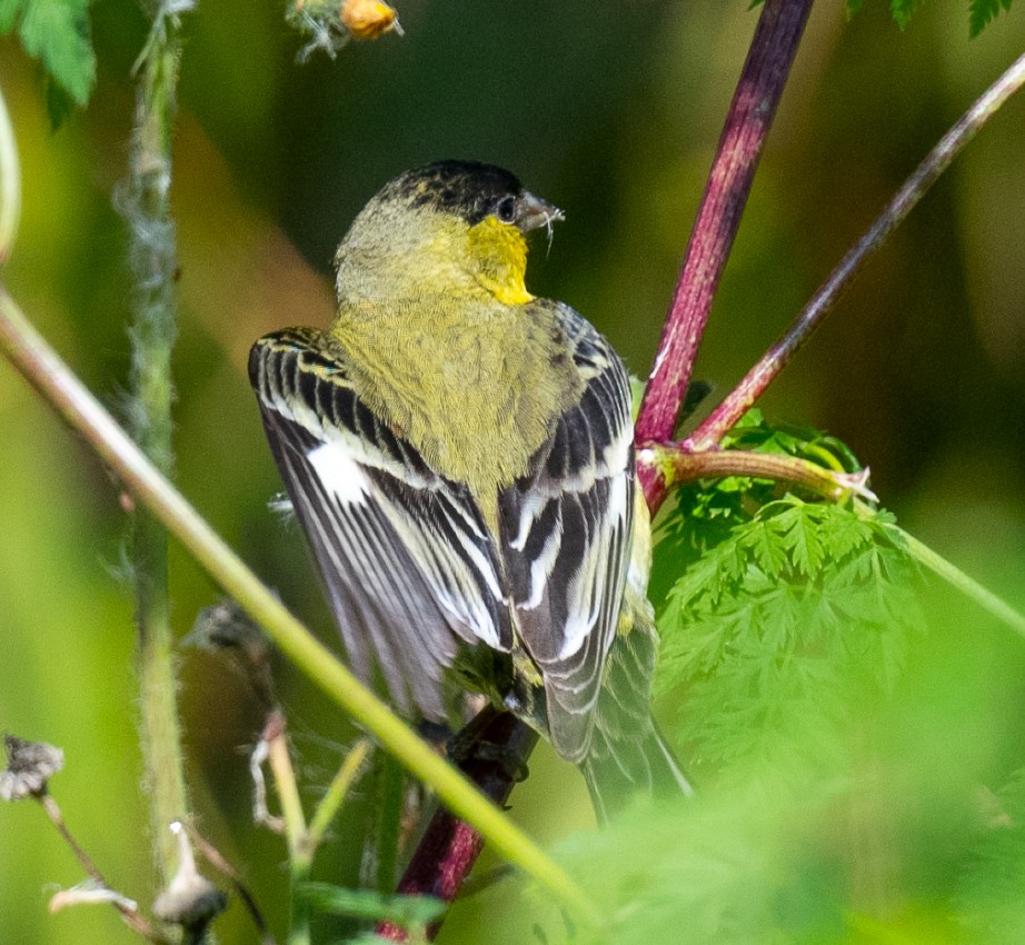 Lesser Goldfinch - Annie Flower