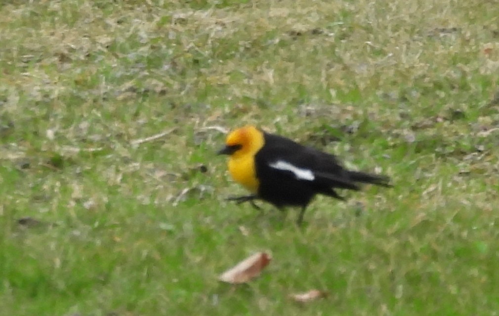 Yellow-headed Blackbird - ML618163747