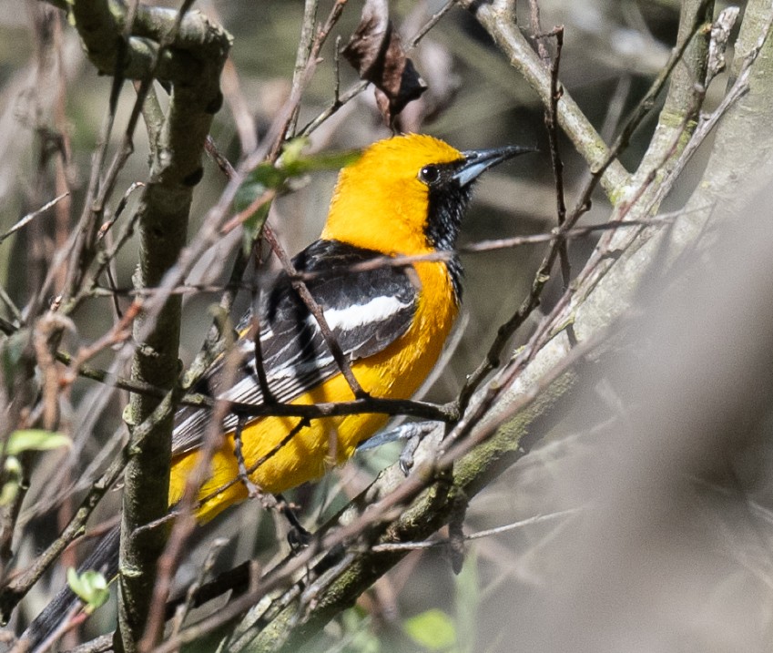 Hooded Oriole - Annie Flower