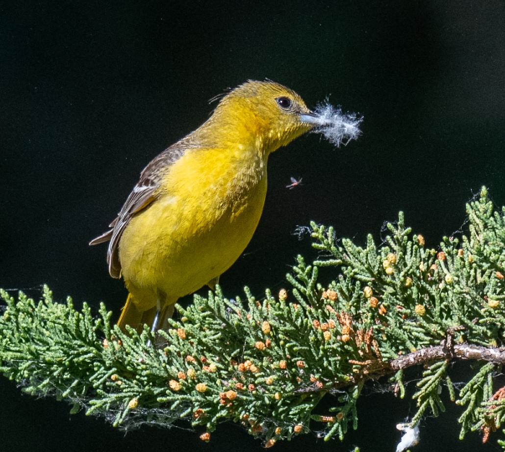 Hooded Oriole - Annie Flower