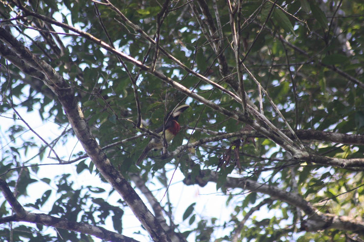 Red-necked Aracari - ML618163771