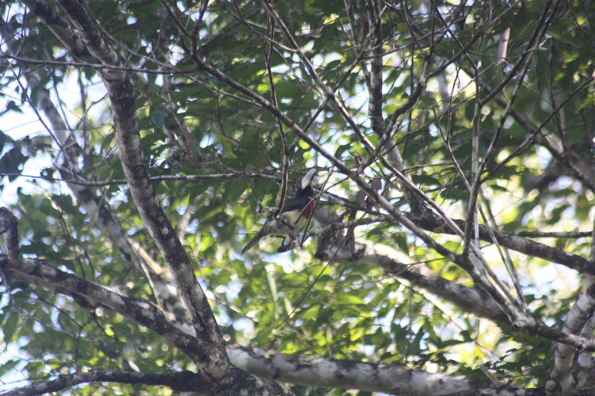 Red-necked Aracari - ML618163773