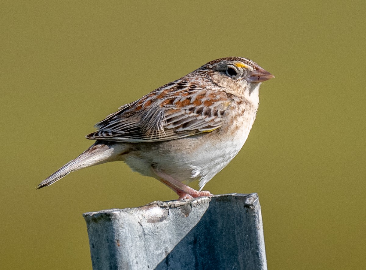 Grasshopper Sparrow - ML618163818