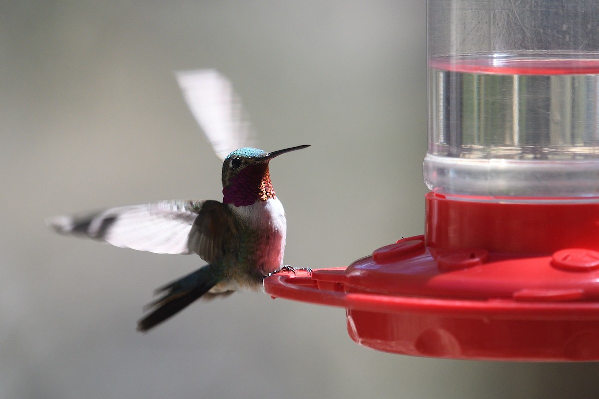 Broad-tailed Hummingbird - ML618163885