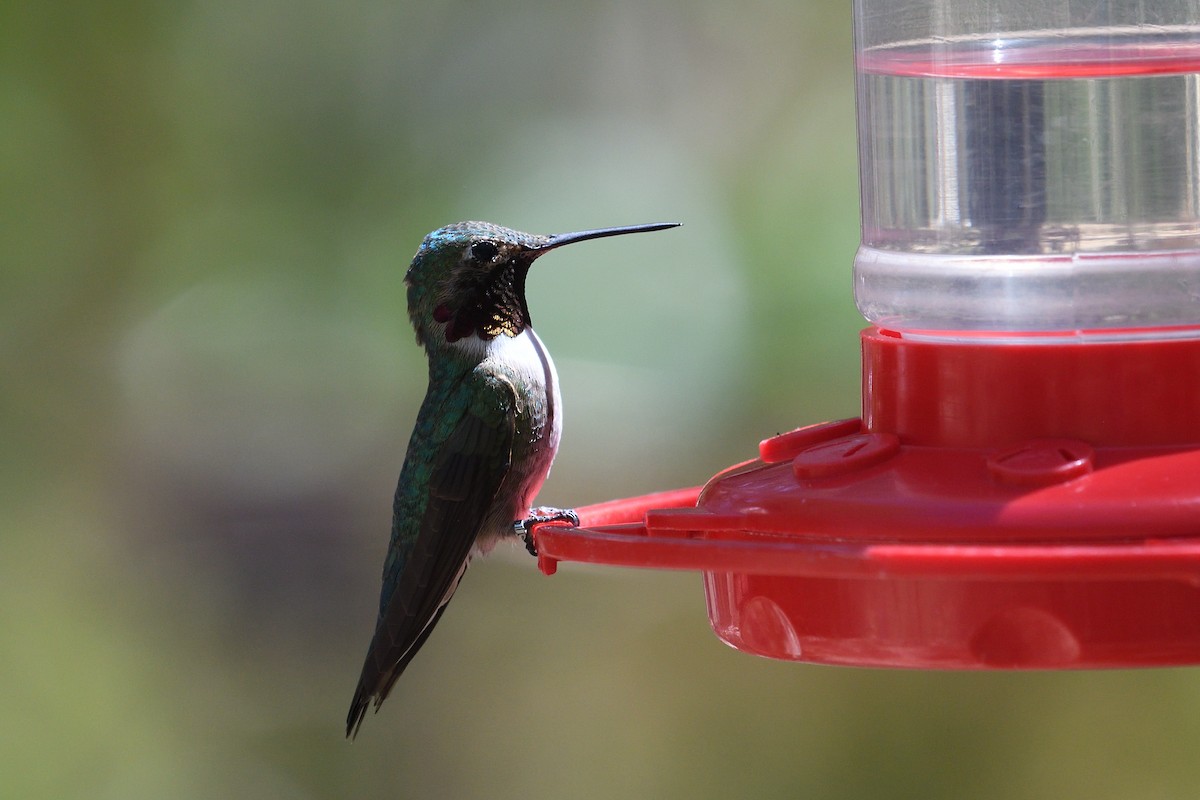 Broad-tailed Hummingbird - ML618163893