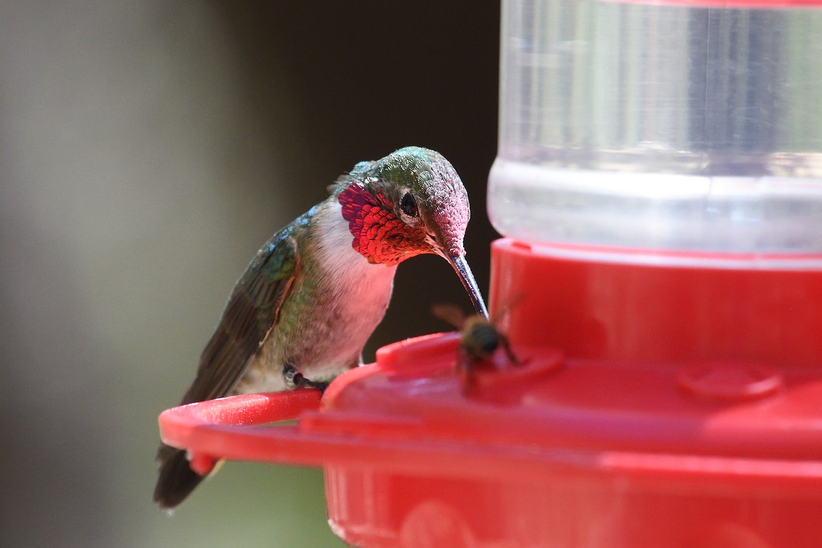 Broad-tailed Hummingbird - ML618163896