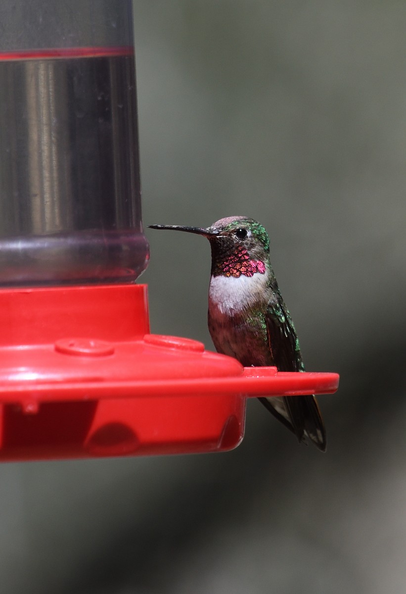 Broad-tailed Hummingbird - ML618163904