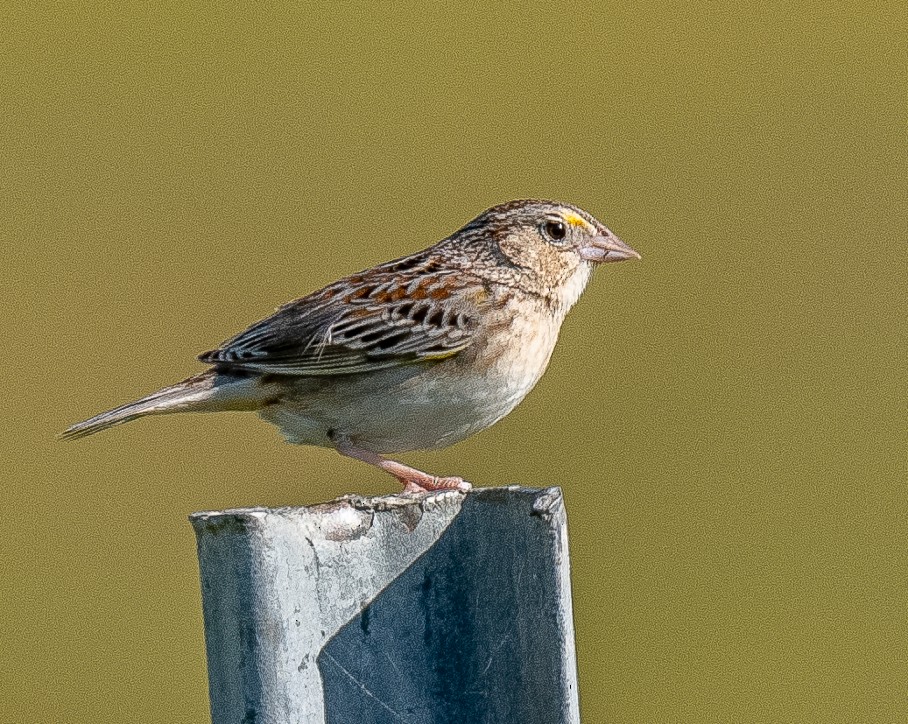 Grasshopper Sparrow - Annie Flower