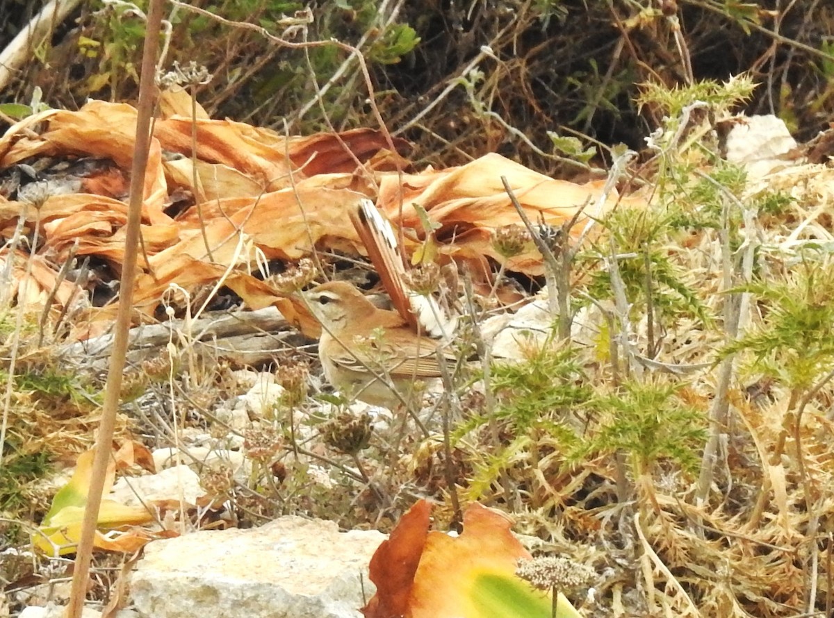 Rufous-tailed Scrub-Robin - ML618163954