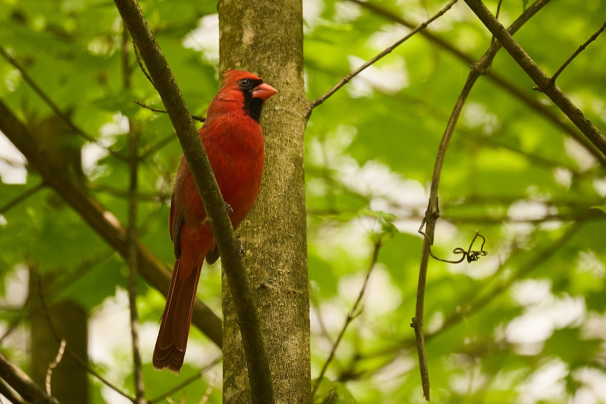 Cardinal rouge - ML618163961
