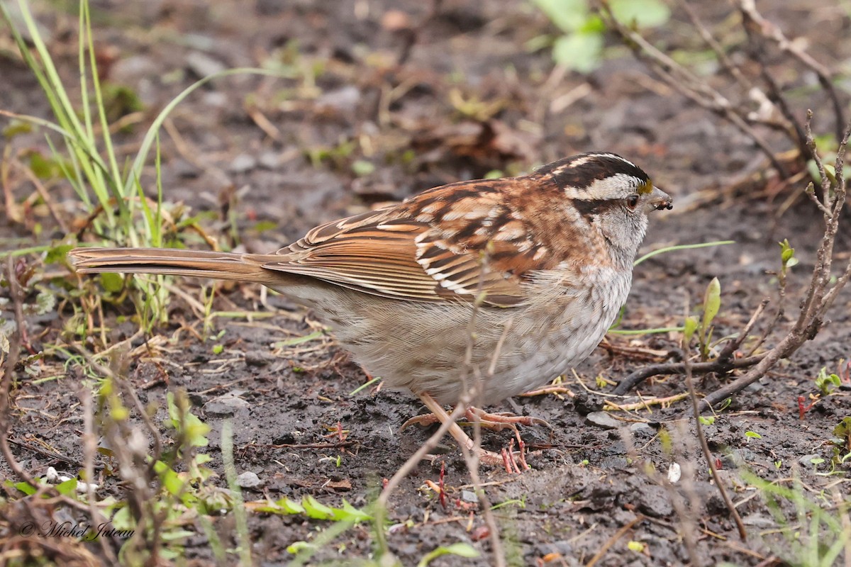 White-throated Sparrow - ML618163962