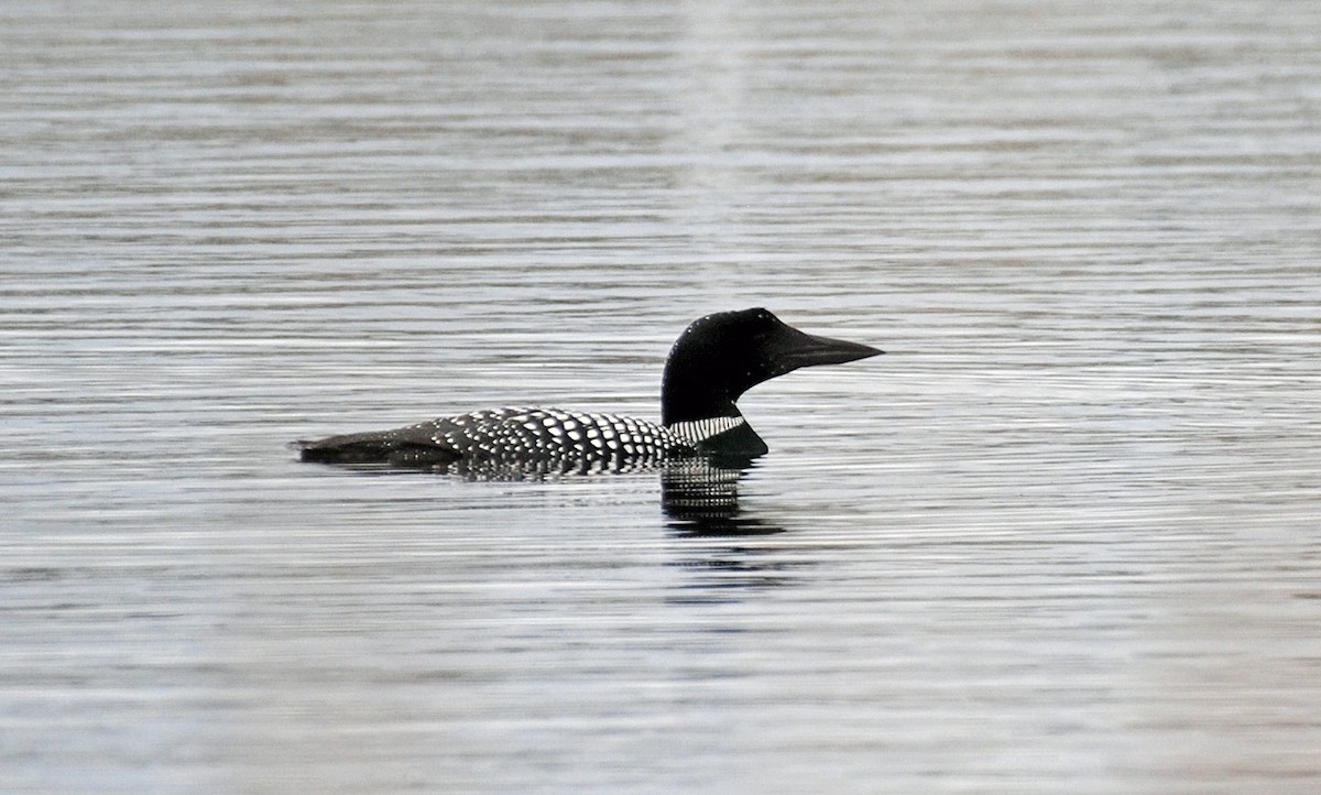 Common Loon - R DeYoung