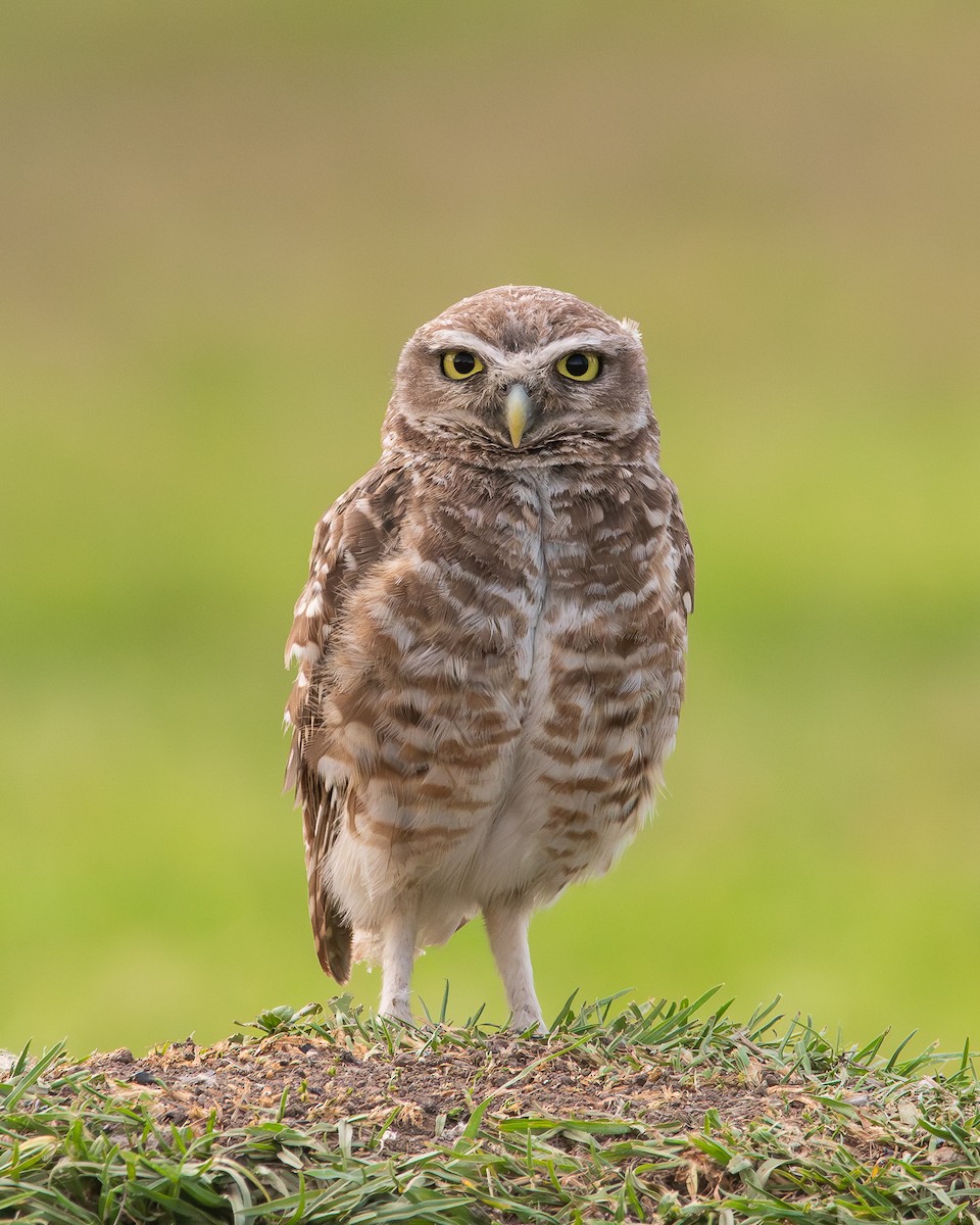 Burrowing Owl - Nicolas Mazzini