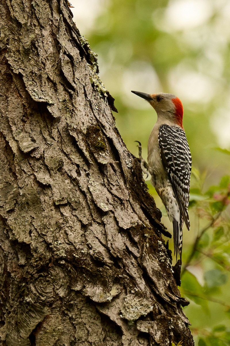 Red-bellied Woodpecker - Ed Yong