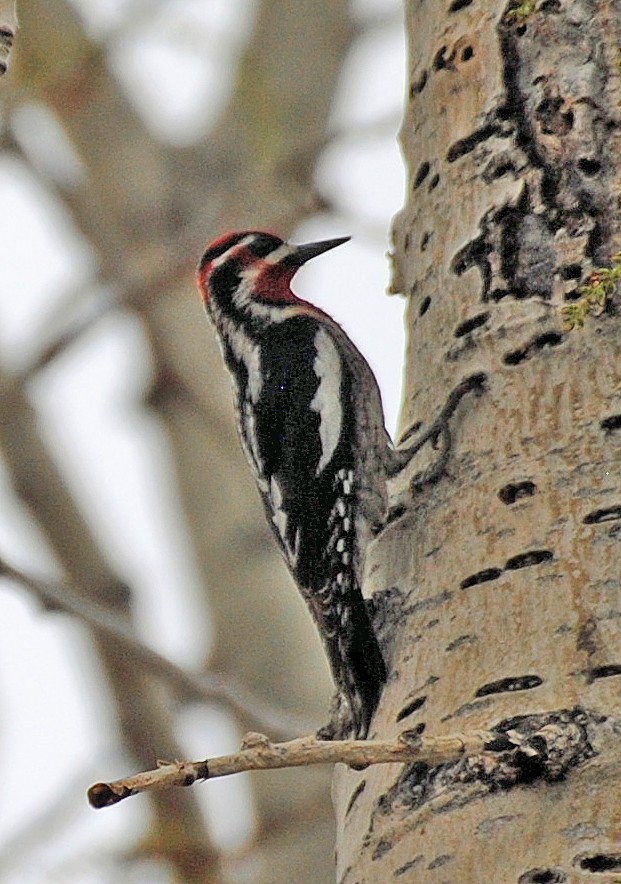 Red-naped Sapsucker - R DeYoung