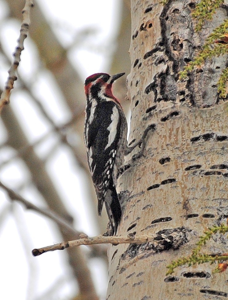 Red-naped Sapsucker - R DeYoung