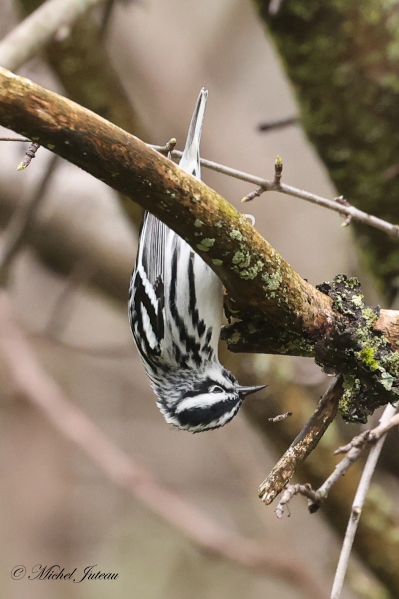 Black-and-white Warbler - ML618163992