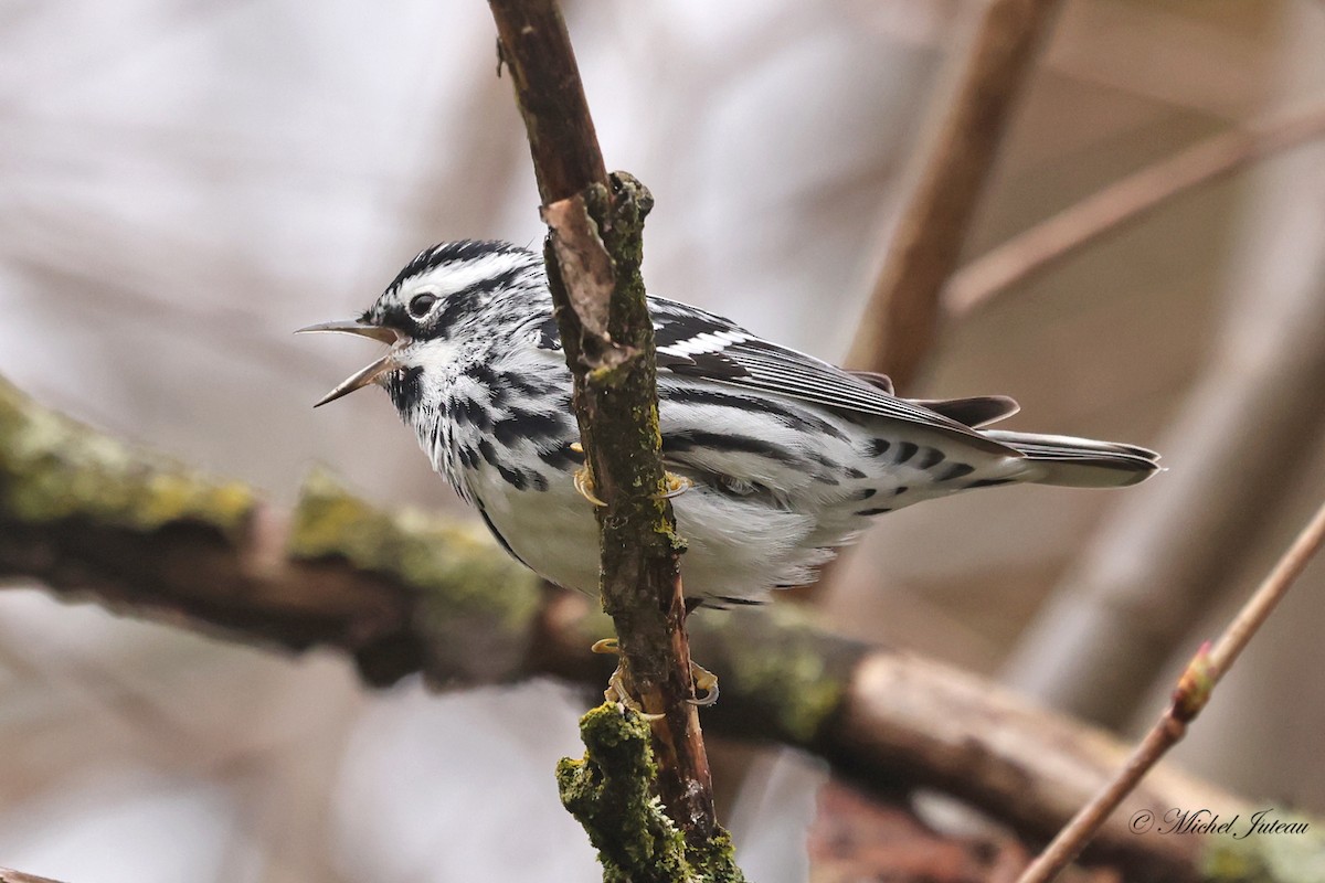 Black-and-white Warbler - ML618163993