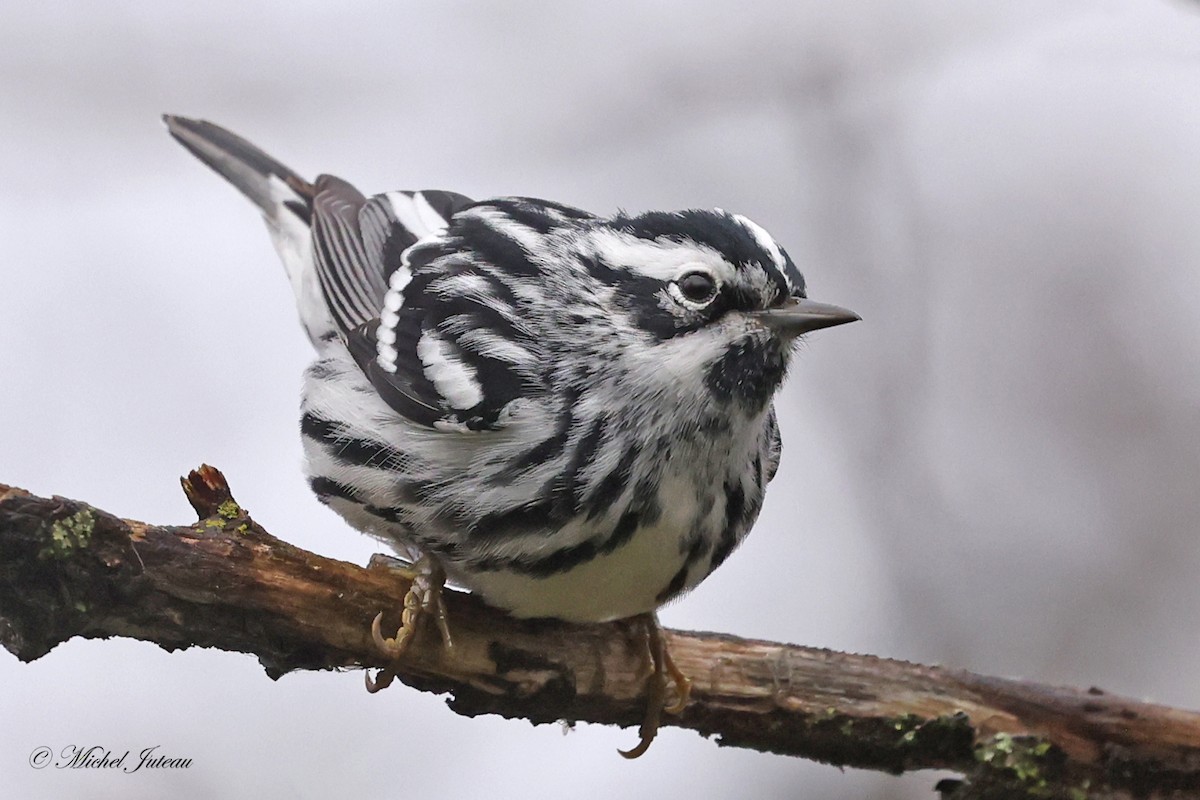 Black-and-white Warbler - ML618163994