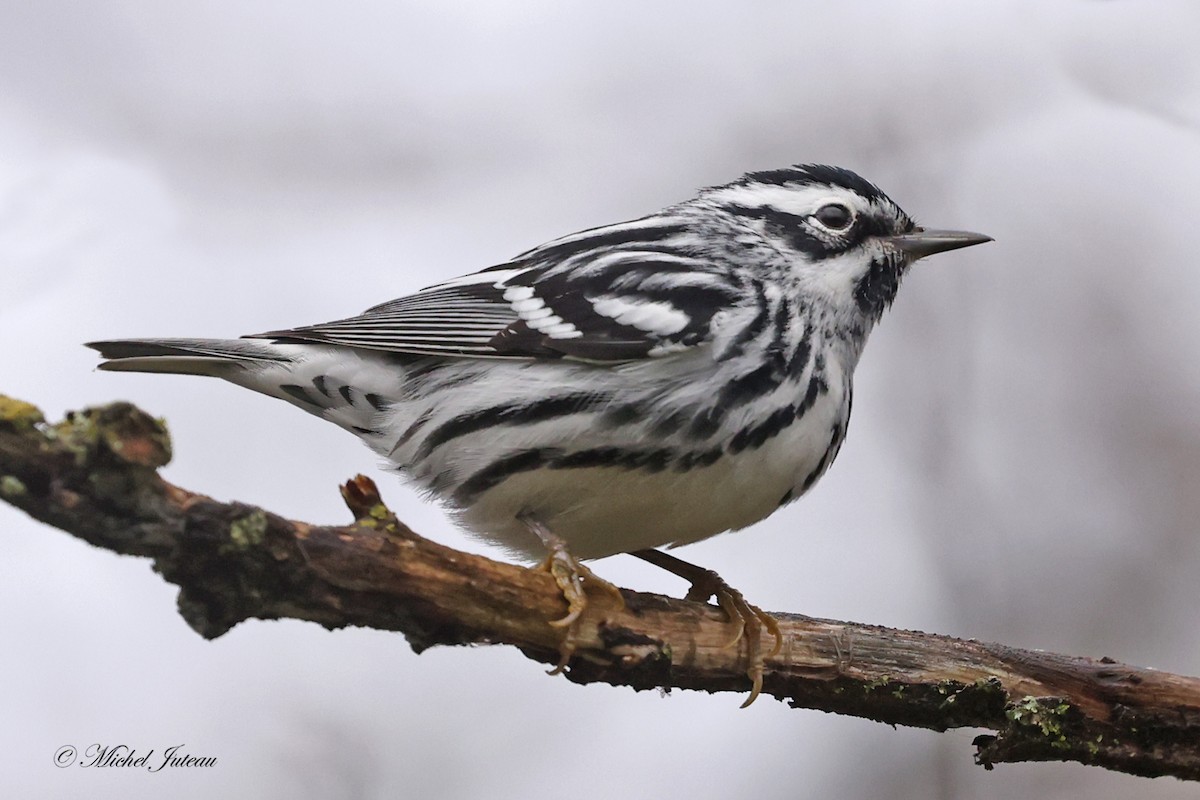 Black-and-white Warbler - ML618163995