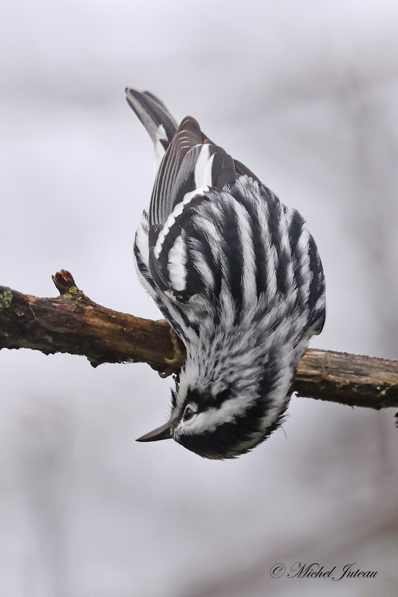 Black-and-white Warbler - Michel Juteau